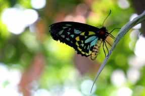 butterfly blue black yellow