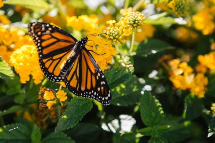 butterfly monarch on yellow flowers