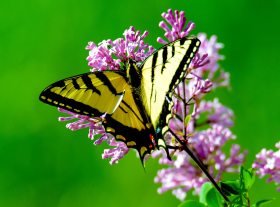 butterfly yellow on purple flowers