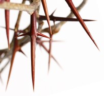 crown of thorns and cross