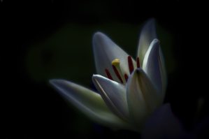 flower white lily
