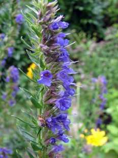 hyssop