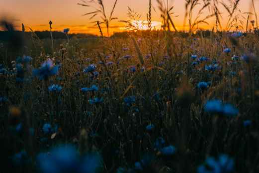 flowers blue wheat sunset