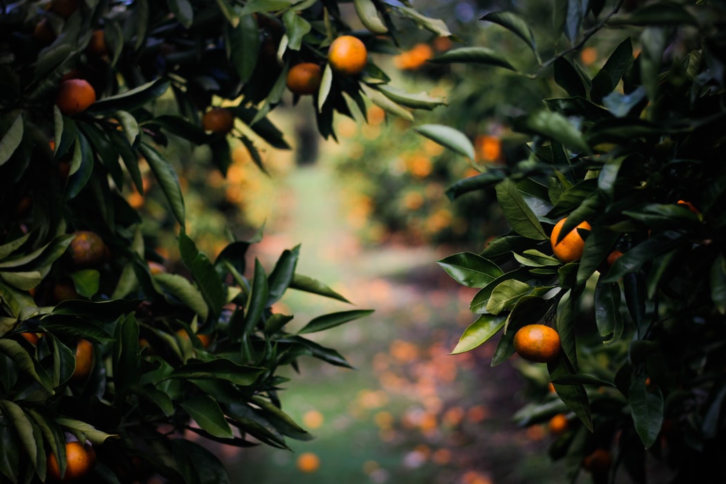 trees with oranges