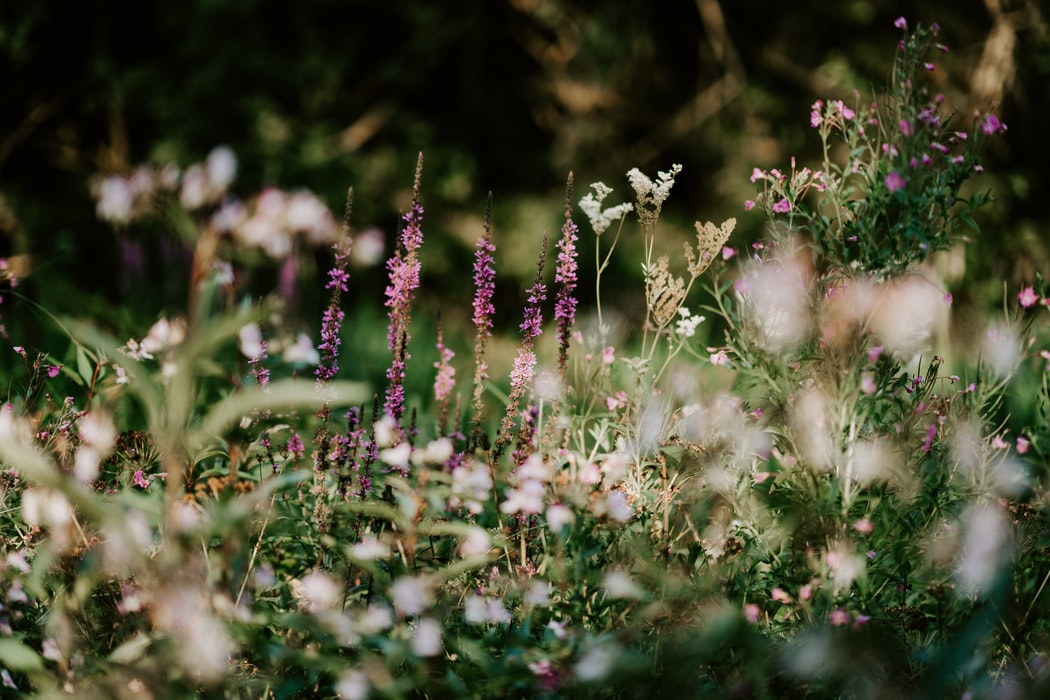 wildflowers purple and white